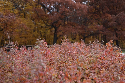 The shrubs in fall colors in a forest.