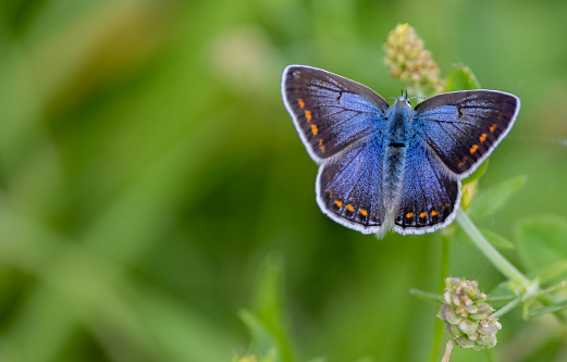 A closeup shot of a European common blue (Polyommatus icarus) butterfly