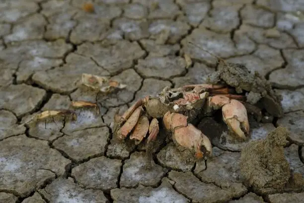 Crabs that die from drought, drought can threaten plants and animals and cause them to die, especially aquatic animals because they live in water