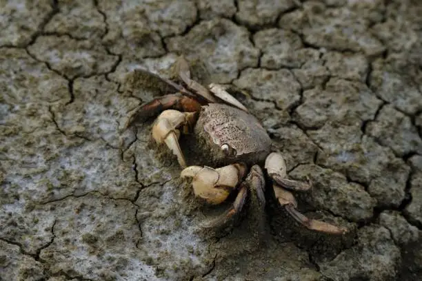 Crabs that die from drought, drought can threaten plants and animals and cause them to die, especially aquatic animals because they live in water