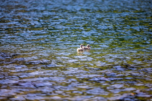 The two adorable goslings swimming in shallow lake