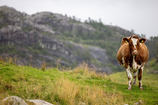 A shallow focus shot of chubby Ayrshire cattle looking at the camera while grazing on green hill