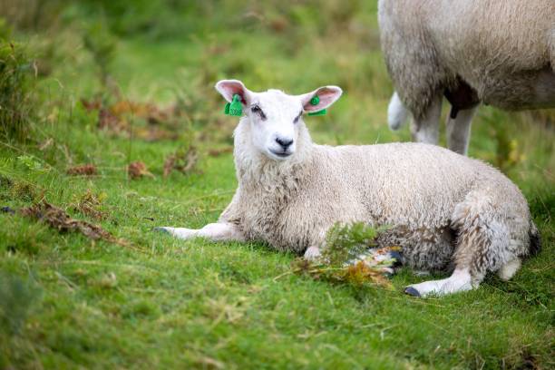 istock Adorable Texel sheep lamb lying on green grass in the field 1459582516
