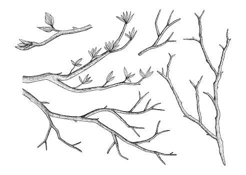 A set of tree branches. Hand-drawn in the style of engraving.