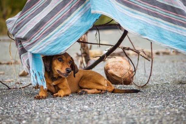 A brown dachshund dog lying on ground under colorful fabric