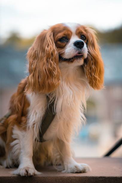 istock Portrait of Cavalier King Charles Spaniel 1459583469