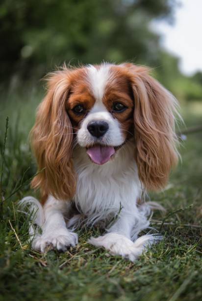 istock King Charles Cavalier Spaniel on the field 1459583472