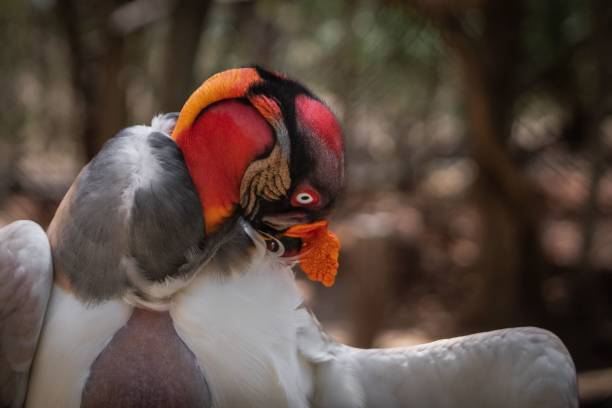 istock Closeup of a  king vulture (Sarcoramphus papa) 1459583477
