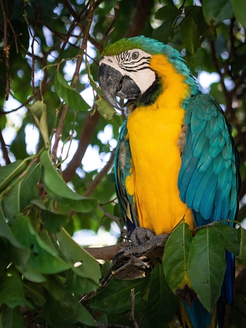 A vertical closeup of a blue-and-yellow macaw (Ara ararauna)