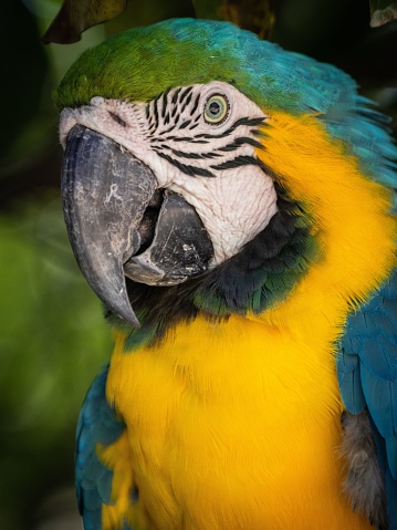 A vertical closeup of a blue-and-yellow macaw (Ara ararauna)
