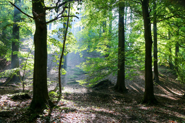 istock Landscape of a forest covered in greenery under the sunlight - perfect for wallpapers 1459583588
