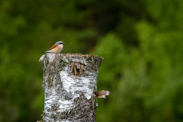 istock Tiny Red-backed shrike standing on a cut tree under the sunlight with a blurry background 1459584224