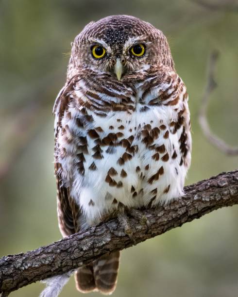 istock Vertical shot of a jungle owl standing on a tree branch under the sunlight 1459584238