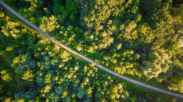 istock Beautiful view of a road in the forest 1459584241