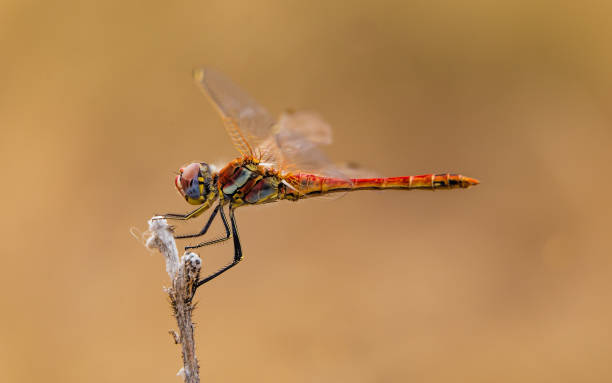 istock Selective focus shot of a dragonfly on a stick with a light brown background 1459584293