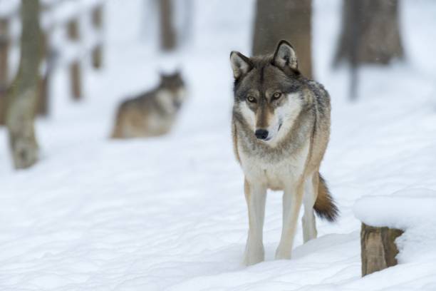 Wolf in a forest covered in the snow under the sunlight with a blurry background
