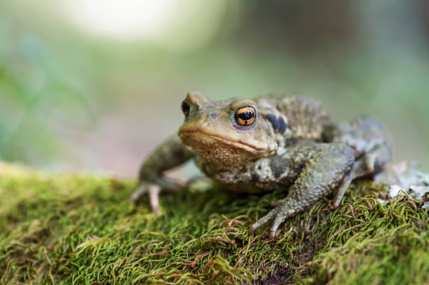 crapaud commun - common toad photos et images de collection