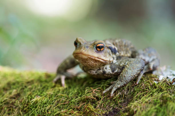 rospo comune - common toad foto e immagini stock