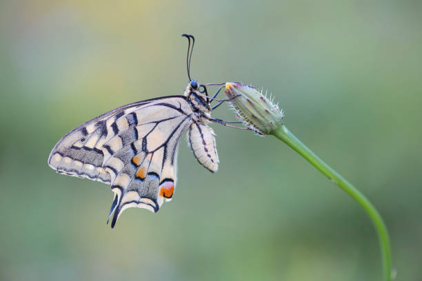 istock Old World swallowtail butterfly 1459584578