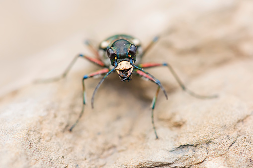 Tiger beetle in Spain, near the beach, El Prat de Llobregat, Barcelona
