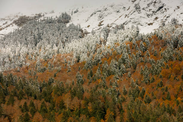 осень со снегом - jara стоковые фото и изображения