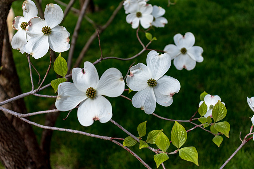 Solitary white Dogwood blossom in East Texas