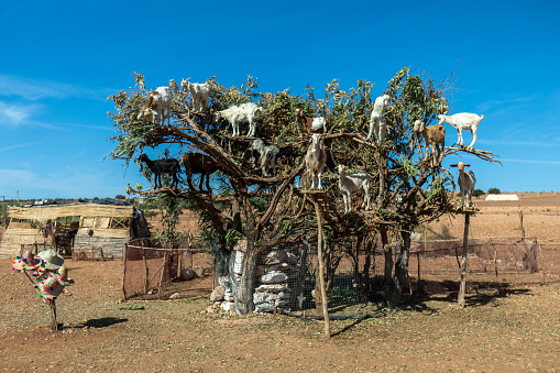 Goats fed from argan tree in Morocco