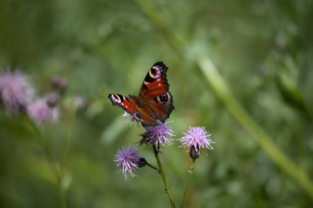 istock Peacock butterfly on a thistle field in Germany 1459584871