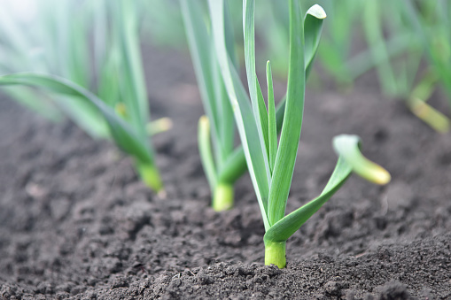 Garden bed with young garlic.