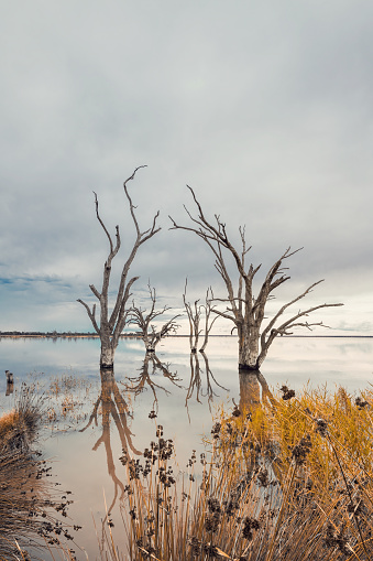 Lake Bonney dead trees growing out of the water at dusk, South Australia