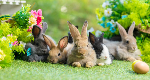 lapin nouveau-né adorable et mignon. bébé lapin mignon ou lapin adorable nouveau-né. lapin de pâques. - rabbit hairy gray animal photos et images de collection