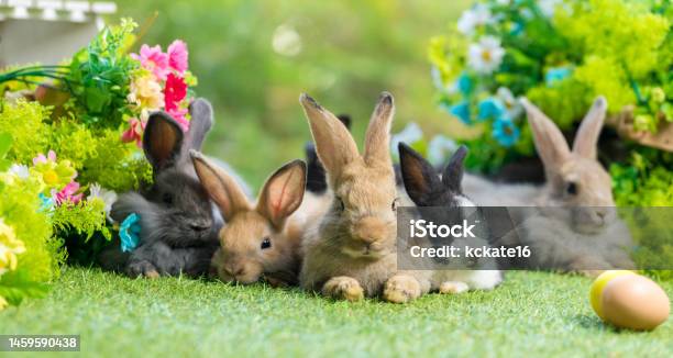 Adorable And Cute New Born Rabbit Baby Cute Rabbit Or New Born Adorable Bunny Easter Bunny Stock Photo - Download Image Now