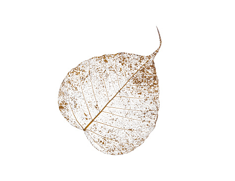 Dried Bodhi leaf skeleton texture details that has weathered and withered over time on isolated white background with clipping path