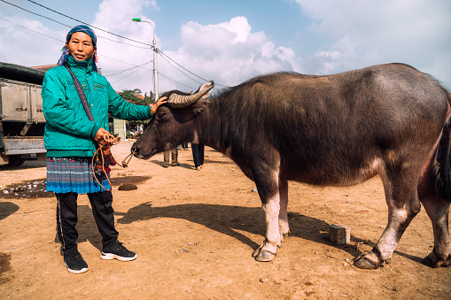 Woman selling Buffalo at the popular Sunday market in Bac Ha, Vietnam. \nBac Ha is in Lao Cai Province in northern Vietnam.\nThe Hmong are a ethnic tribal group that live in the mountainous areas of Vietnam, China, Laos and Thailand. The tribe is famous for their colourful cloth and clothing.