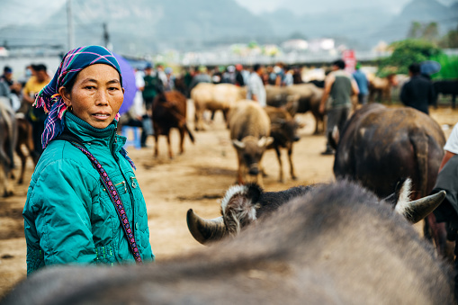 Woman selling cattle at the popular Sunday market in Bac Ha, Vietnam. 
Bac Ha is in Lao Cai Province in northern Vietnam.
The Hmong are a ethnic tribal group that live in the mountainous areas of Vietnam, China, Laos and Thailand. The tribe is famous for their colourful cloth and clothing.