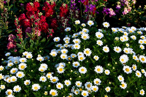 White and Yellow Annual Marguerite, Daisy flowers, Toowoomba, Queensland