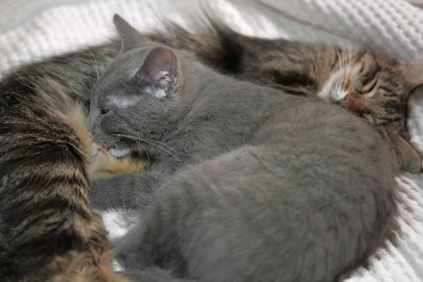 familia de gatos. pequeño gatito amamantando leche mientras mamá lo lava. madre lamiendo y lavando gatito gris acostado sobre su barriga y alimentándose. gato amamantando lindo bebé gatito. hora de dormir la siesta. mascotas en cozy home. 4k - protection domestic cat animal head cub fotografías e imágenes de stock