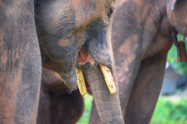 Older elephant gives the baby a guiding nudge with her truck. Image taken from a public area beside the Maha Oya river, Pinnawela, Sri Lanka