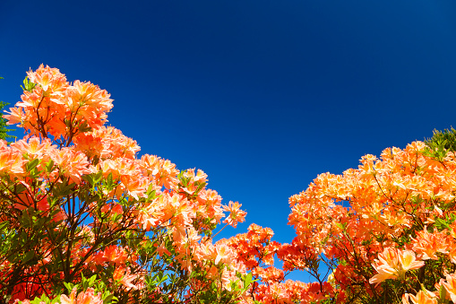 Orange Rhododendron Flowers on Blue Sky Background