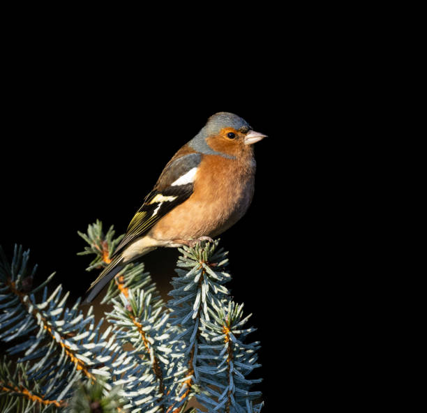 buchfink - chaffinch stock-fotos und bilder