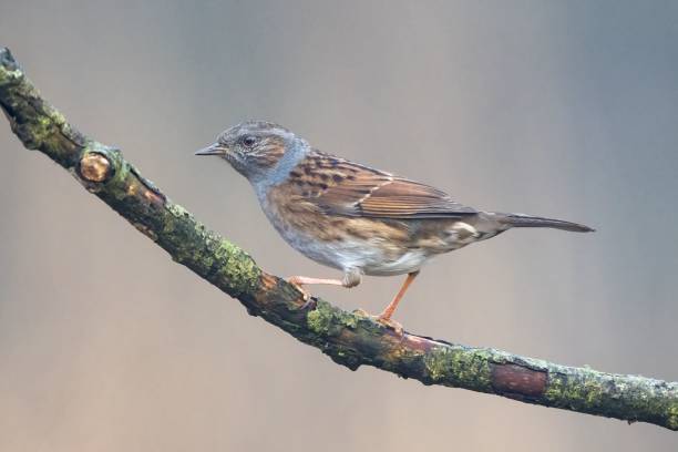 istock Little sparrow on a tree branch, a closeup shot 1459598103