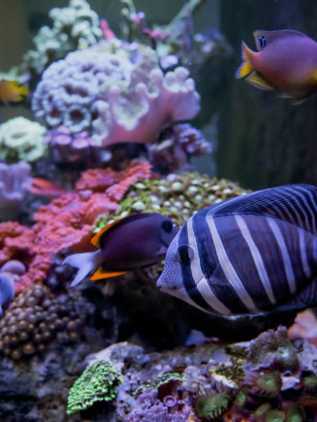 istock Vertical closeup of a manini (Acanthurus triostegus) under the sea 1459598140