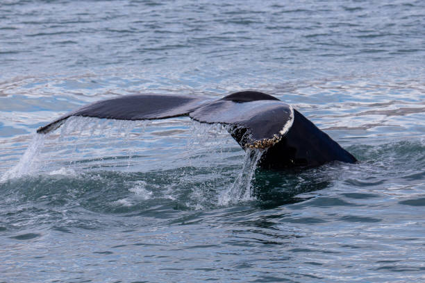 istock The tail of a diving humpback whale just above the surface. 1459600019