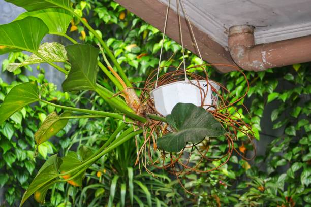 istock philodendron ornamental plant in a hanging pot 1459600279