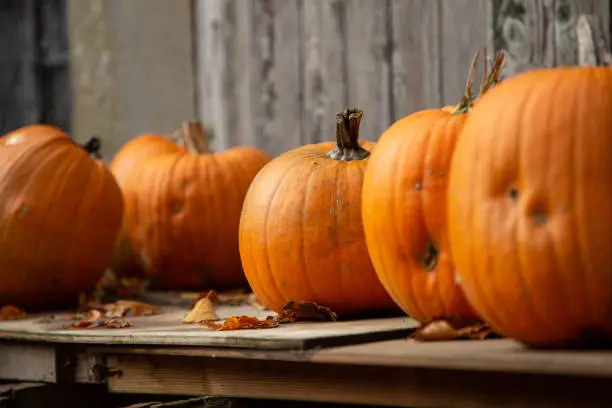 A number of pumpkins are lined up to look appealing for the visitors of the pumpkin fair. Harvested fresh from the fields, these pumpkins are intended to supply the people for the upcoming Halloween and Thanksgiving celebrations.