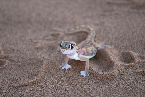 A lizard in the Namibian desert. This is a close-up shot, aimed at capturing as much detail as possible.