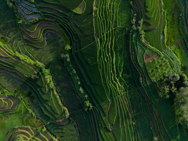istock Beautiful morning view from Panorama View of Indonesian rice fields with mountain 1459602804