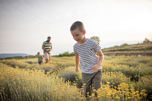 Portrait of a boy enjoying with his family at the lavender field, picking and smelling flowers