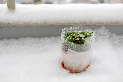 Snow covered the terrace, green plant on the snow
