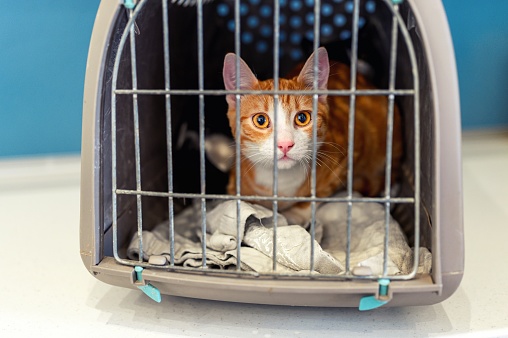 Cat closed in transport box or pet carrier. Pet transportation